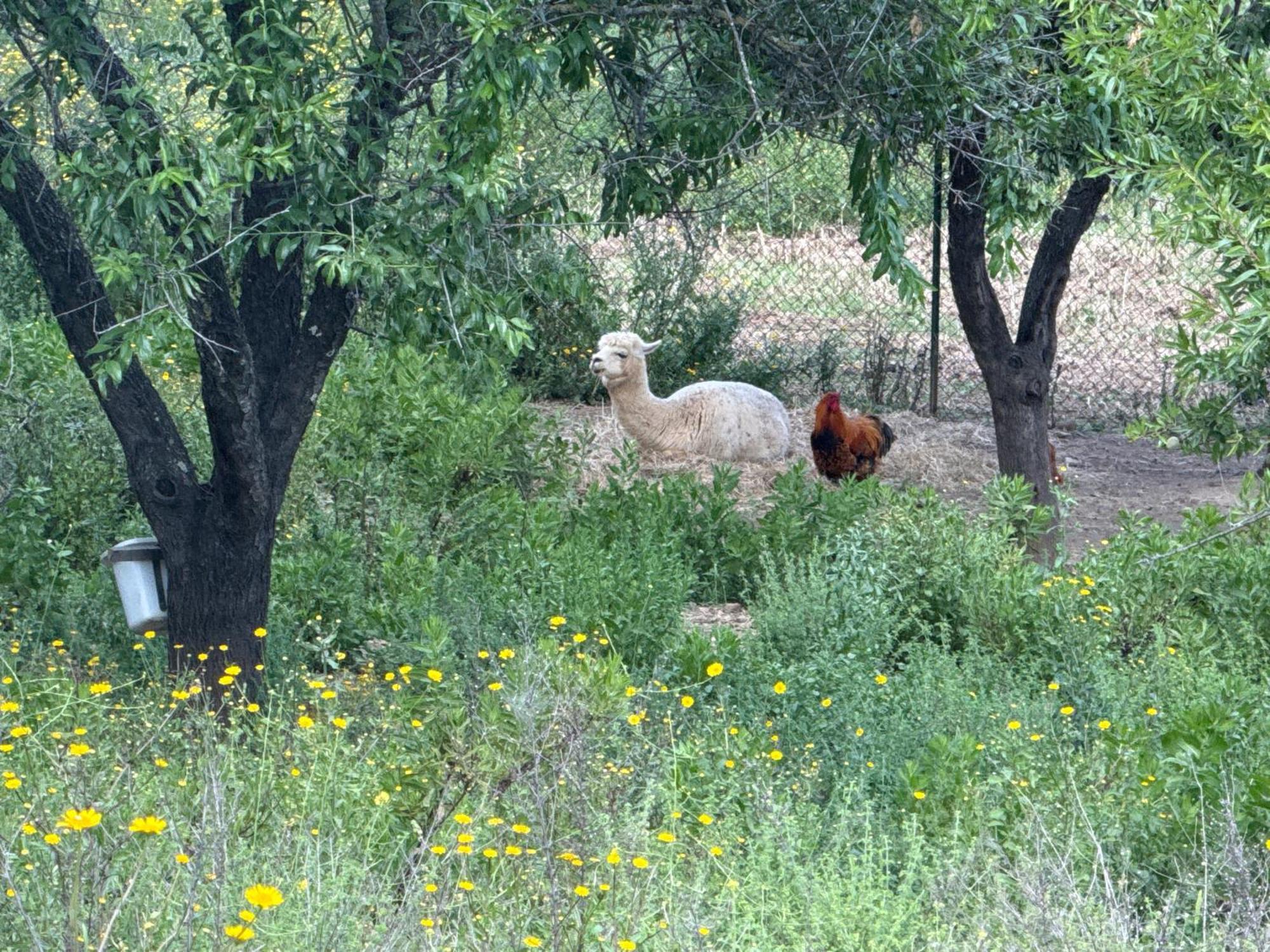 Gite Au Paradis, Parc Animalier Olmeta-di-Tuda Exterior foto