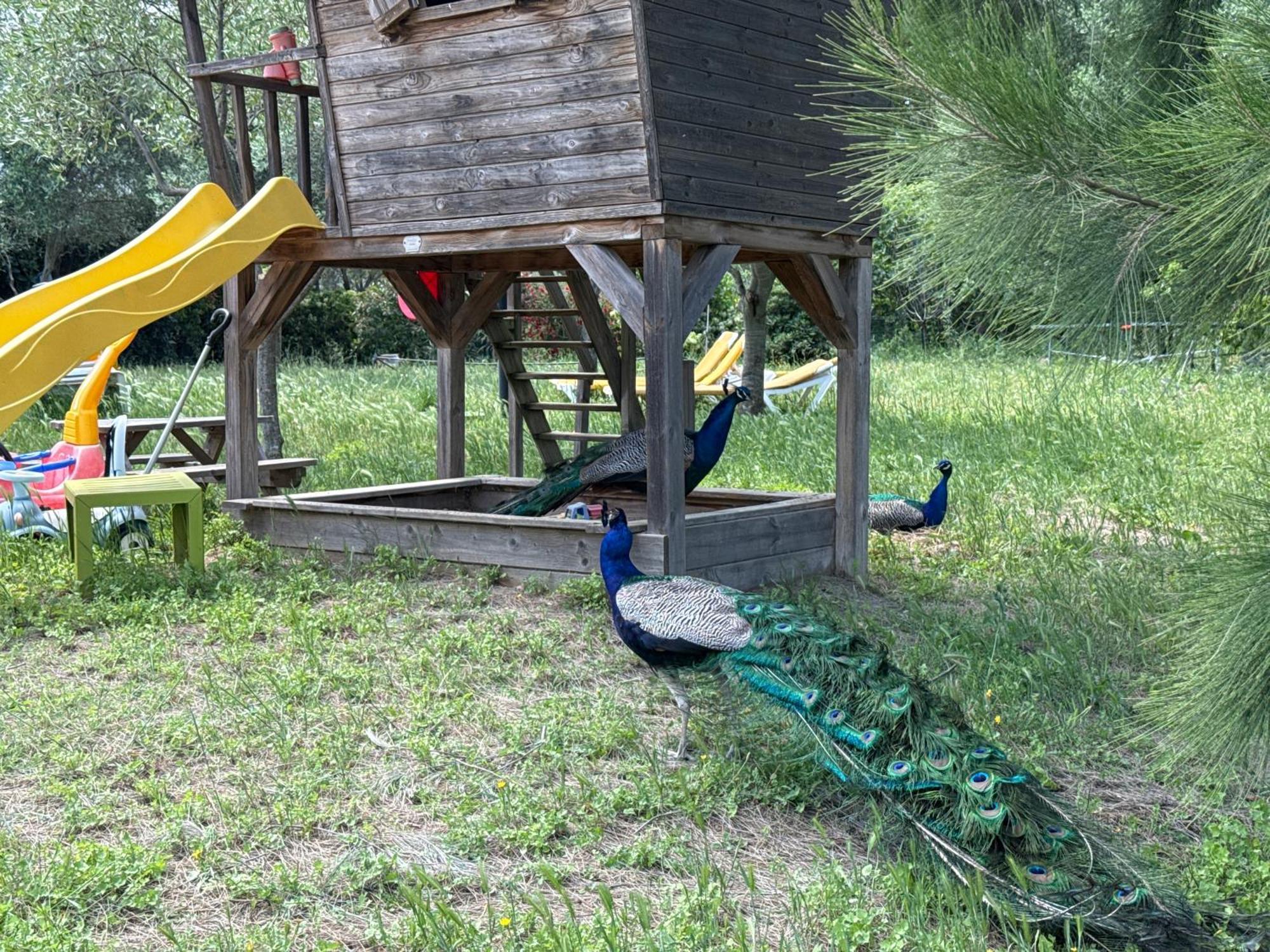 Gite Au Paradis, Parc Animalier Olmeta-di-Tuda Exterior foto